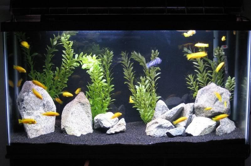 Black aquarium sand top for sale