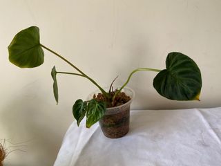 （分類：）位於 。 由 armanikent 提交（商品編號 1098300608，圖片 1）。簡介： 。