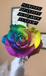 Rainbow rose