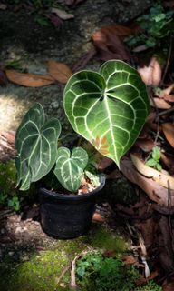(Category: ) located in . Submitted by terraplants (Listing ID 1096607135, Image 1). Description: .