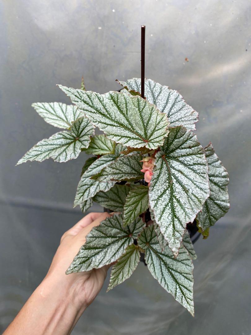 Begonia Don Miller Furniture Home Living Gardening Plants Seeds On Carousell