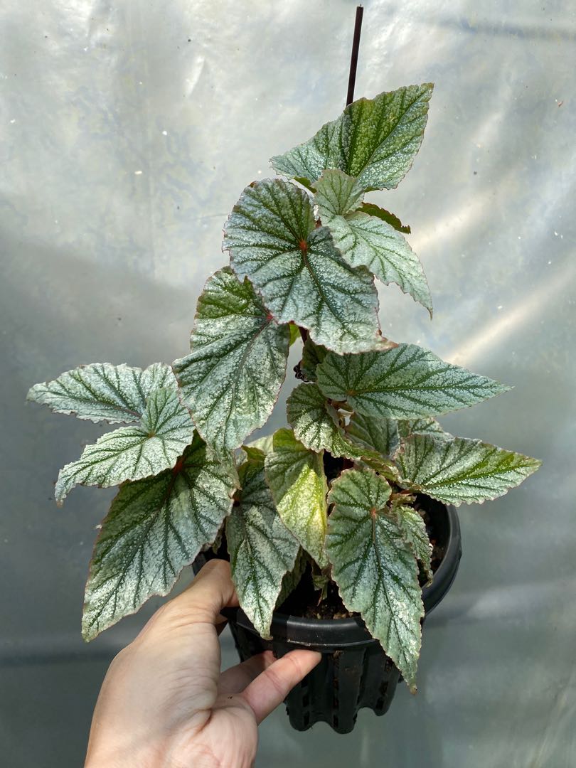 Begonia Don Miller Large Furniture Home Living Gardening Plants Seeds On Carousell