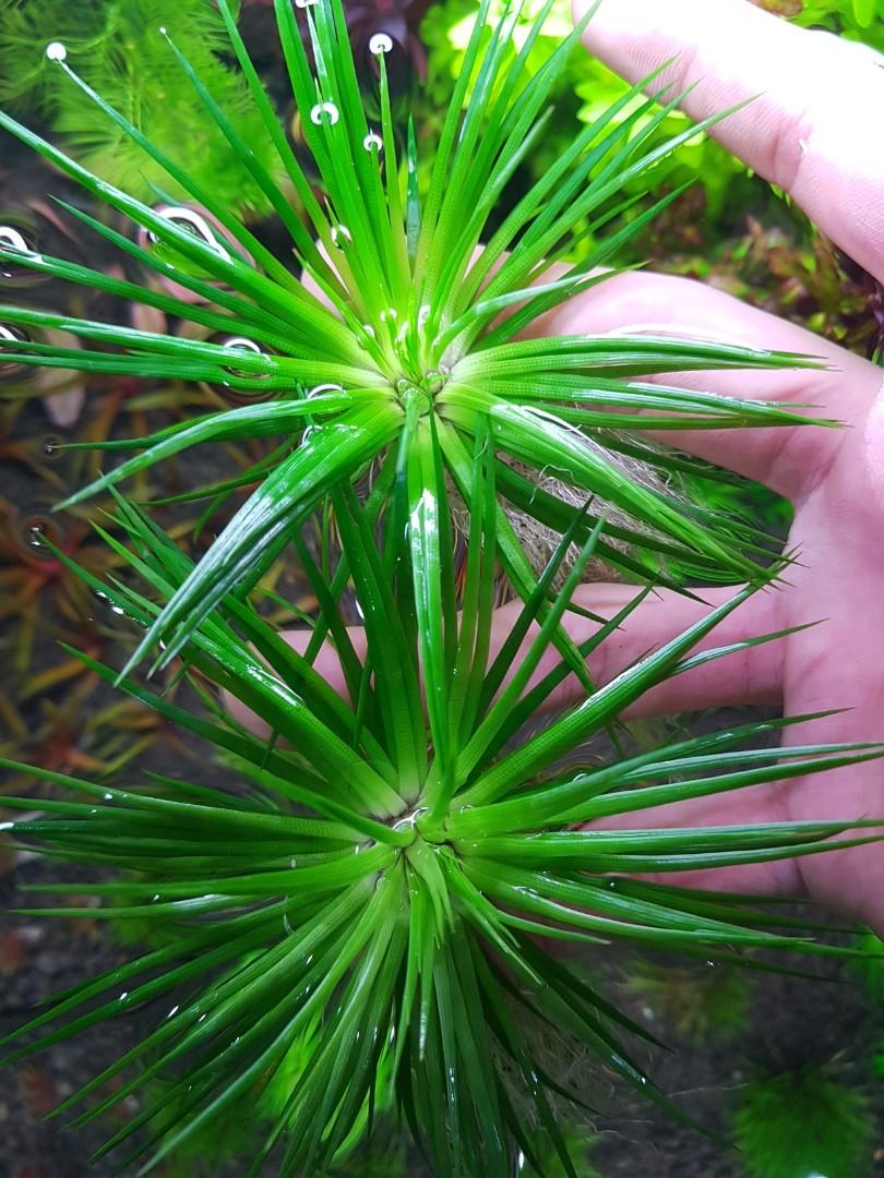 Eriocaulon Polaris Pet Supplies Homes Other Pet Accessories On Carousell Eriocaulon Polaris Pet Supplies Homes Other Pet Accessories On Carousell
