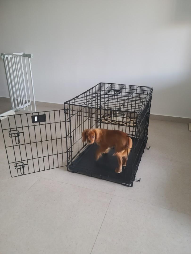 Midwest life stages double door dog crate online