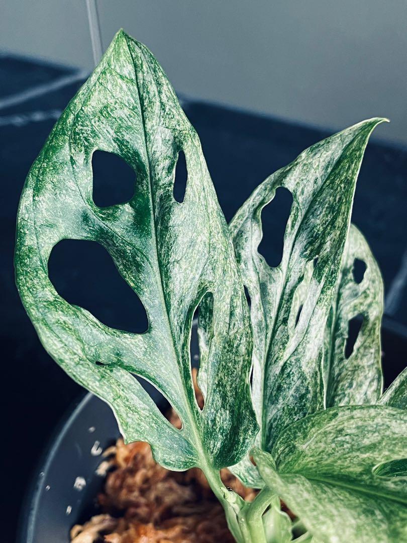 Monstera Adansonii Mint Variegated Europe - limited time flash sale!,  Furniture & Home Living, Gardening, Plants & Seeds on Carousell