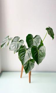 Philodendron Pastazanum -GIANT