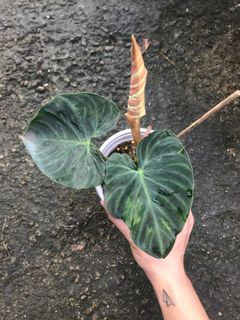 (Category: ) located in . Submitted by la.plant.e (Listing ID 1103913655, Image 1). Description: .