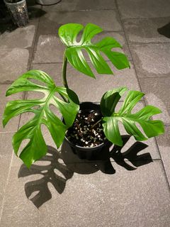 (Category: ) located in . Submitted by plantcraz (Listing ID 1104048482, Image 1). Description: .