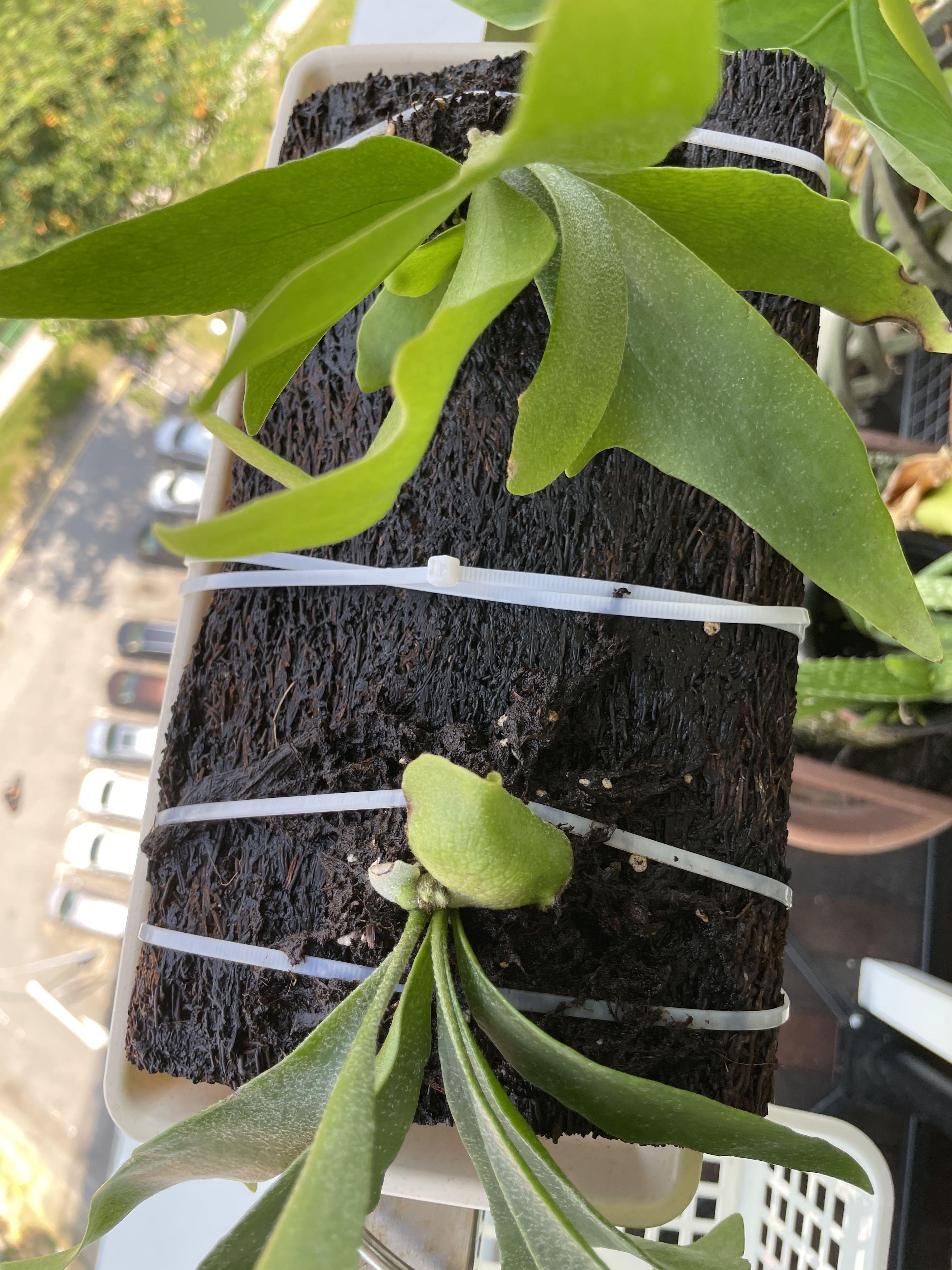 Staghorn fern mount on board and also mounted on vertical display bark