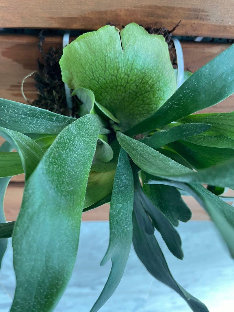 Staghorn fern mount on board and also mounted on vertical display bark