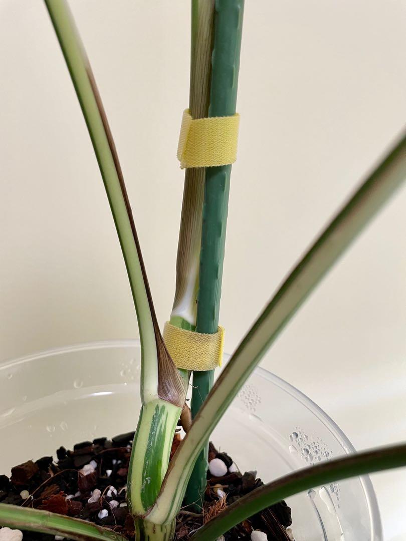 Velcro tape for (Plants) 1.5m x 1cm, Furniture & Home Living, Gardening