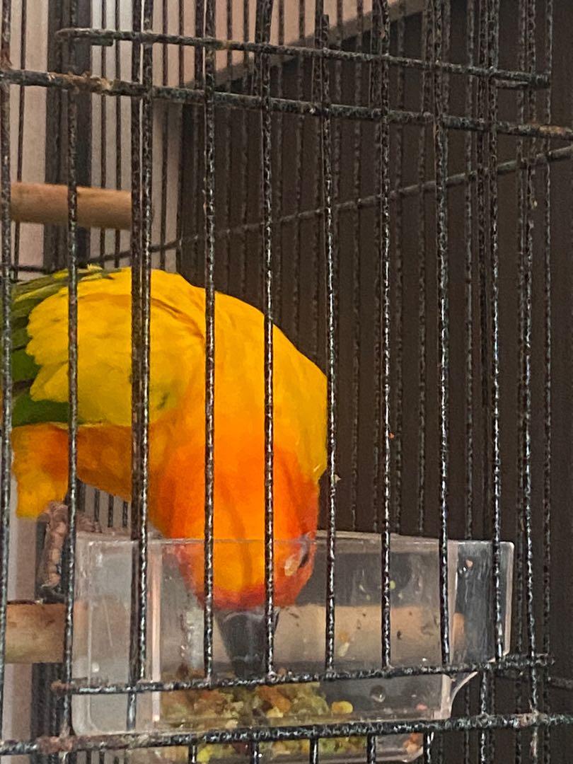 Fresh Bird Chop for Parrots / Conures / Macaws, Pet Supplies, Pet Food