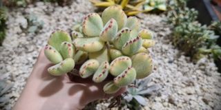 (Category: ) located in . Submitted by succulent.aurora (Listing ID 1104100818, Image 1). Description: .