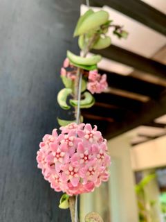 (Category: ) located in . Submitted by phylplants (Listing ID 1091245980, Image 1). Description: .