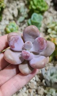 (Category: ) located in . Submitted by succulent.aurora (Listing ID 1104102995, Image 1). Description: .