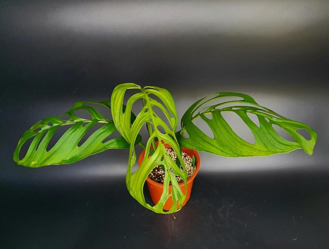 Philodendron esqueleto, Furniture & Home Living, Gardening, Plants & Seeds  on Carousell