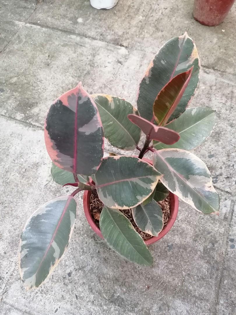 Ruby multistem (Category: Plants & Seeds) located in Quezon City. Submitted by one.thing.less (Listing ID 1104205706, Image 1). Description: .
