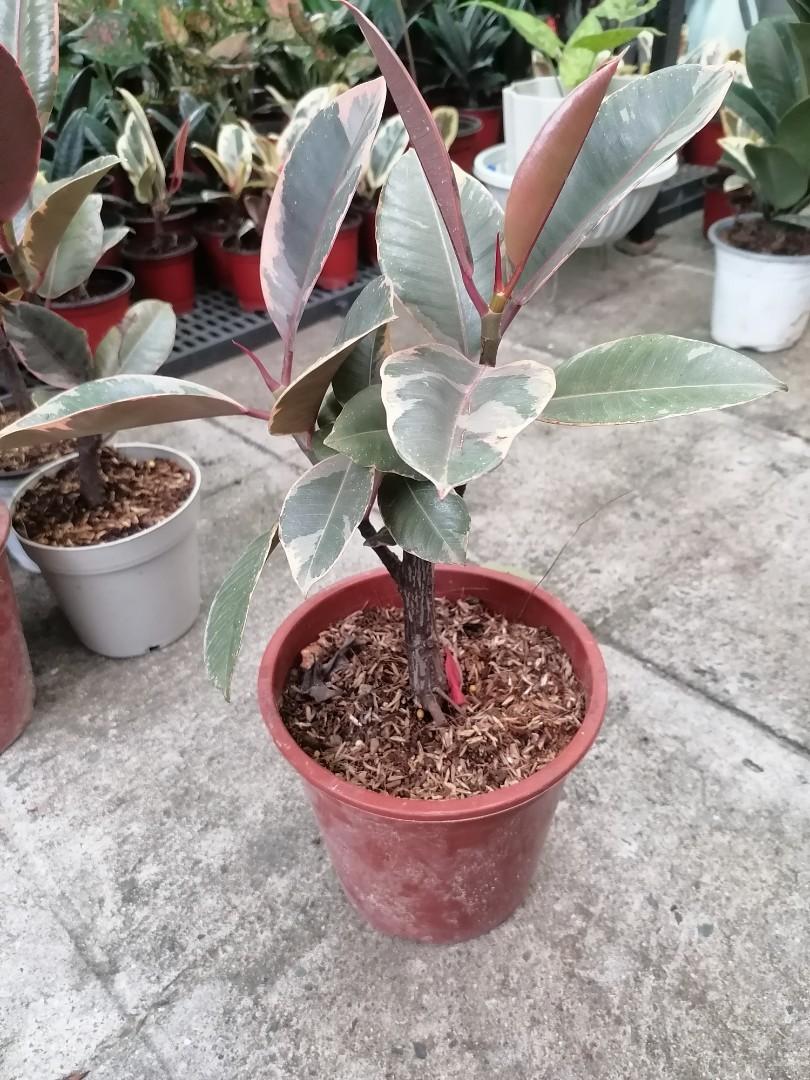 Ruby multistem (Category: Plants & Seeds) located in Quezon City. Submitted by one.thing.less (Listing ID 1104205706, Image 2). Description: .