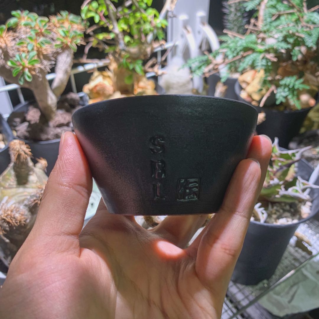 SRL Neighborhood Pot 植物盆缽SRL . DEN-4S / CE-PLANT POT 象牙宮象