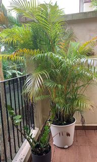 (Category: ) located in . Submitted by kimri (Listing ID 1098489568, Image 1). Description: .