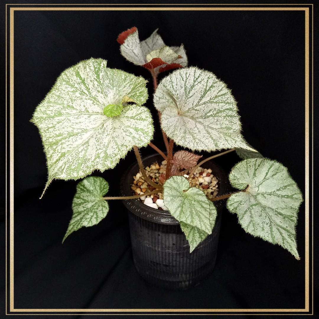 銀月秋海棠 傢俬 家居 家居裝飾 人工植物盆栽on Carousell