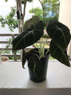 Alocasia Black Velvet Gardening Carousell Singapore