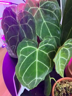 (Category: ) located in . Submitted by raskar (Listing ID 1098440699, Image 1). Description: .