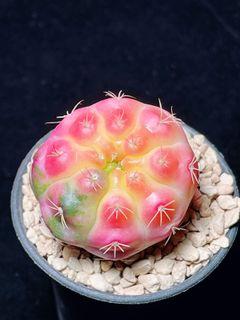 Pinkish Damsii 3.6cm