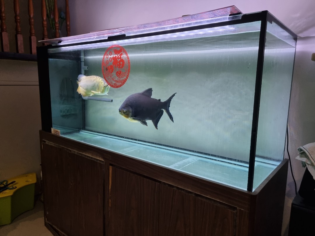6ft fish tank 2025