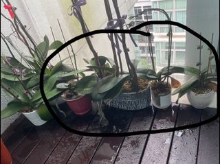 (Category: ) located in . Submitted by hollyaok (Listing ID 1095605195, Image 1). Description: .