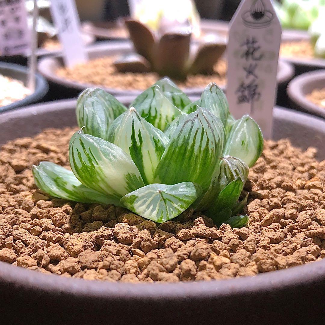 ハオルチア 「海神」多肉植物（ホームセンター | みんなで多肉 
