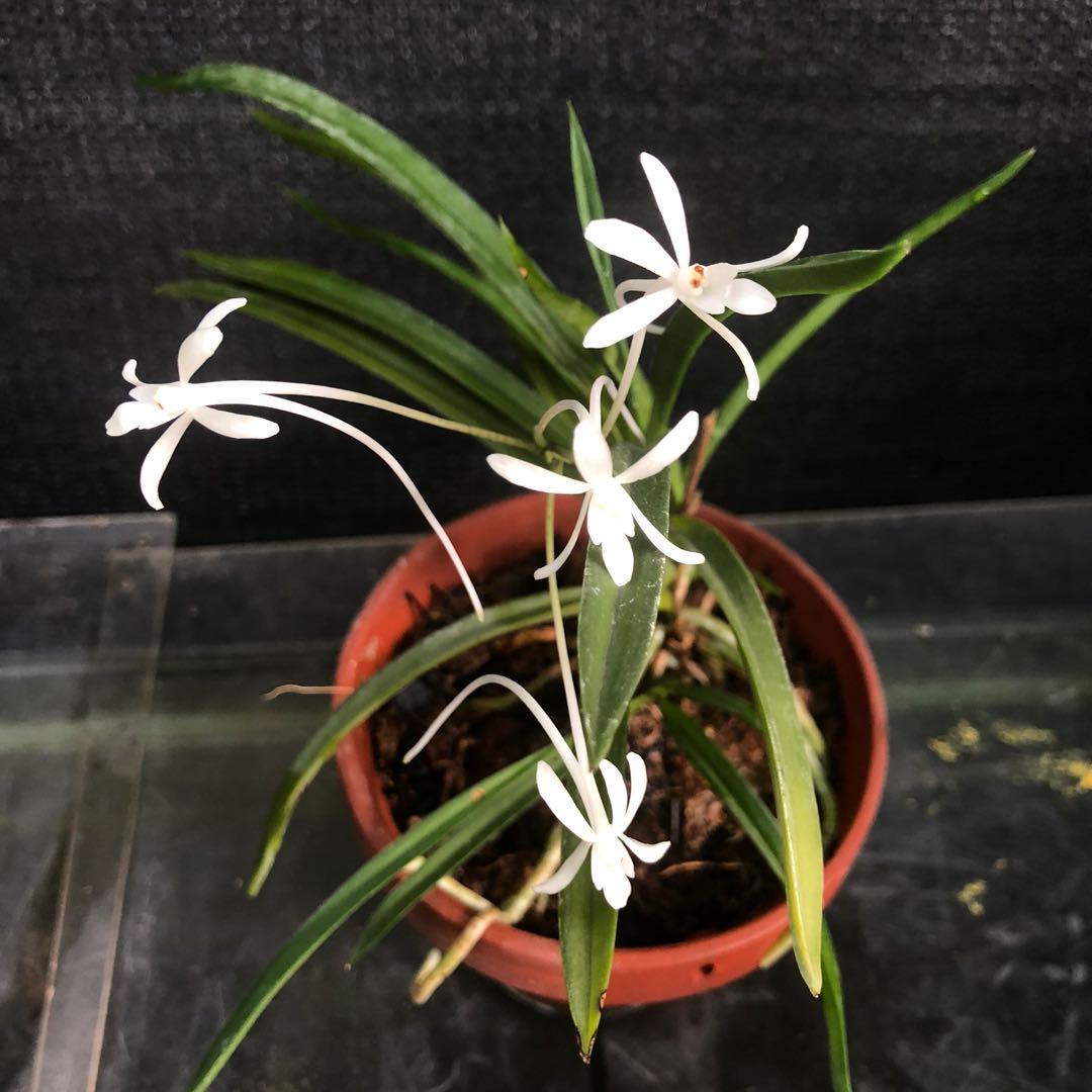 蘭花日本風蘭 傢俬 家居 園藝 植物及種子 Carousell