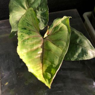 （分類：）位於 。 由 green_garden 提交（商品編號 1098823647，圖片 1）。簡介： 。
