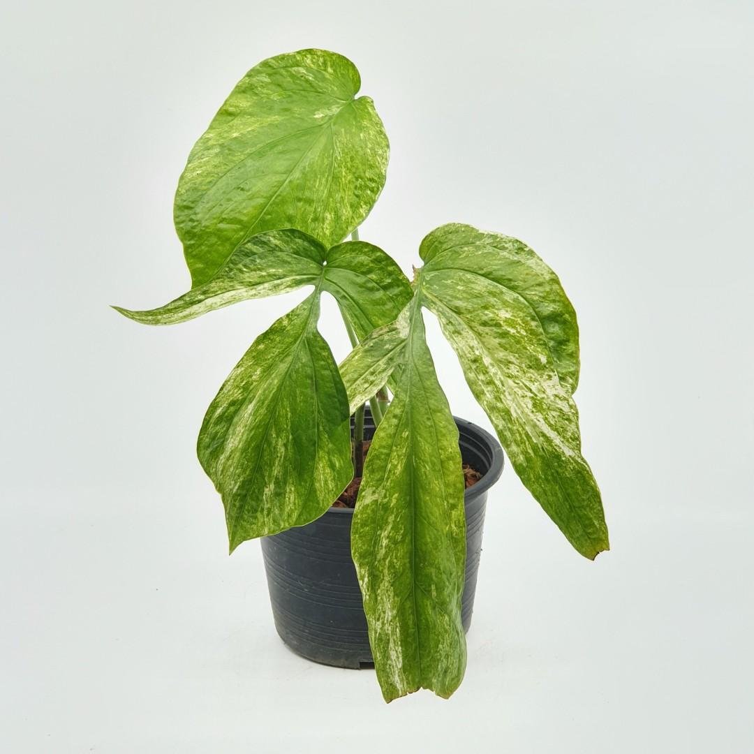 Amydrium zippelianum variegated, Furniture & Home Living, Gardening ...