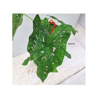 (Category: ) located in . Submitted by qhlandscape (Listing ID 1098795305, Image 1). Description: .