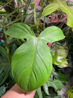 (Category: ) located in . Submitted by plant.botany (Listing ID 1098803579, Image 1). Description: .