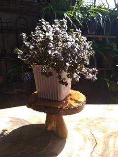 Plant Stand 2