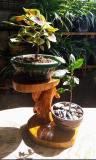 Plant Stand 4