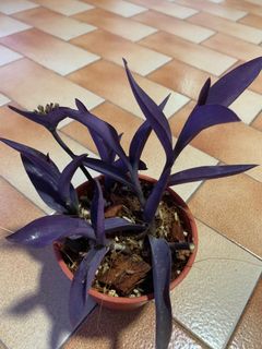 (Category: ) located in . Submitted by tsia2 (Listing ID 1098788746, Image 1). Description: .