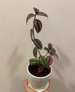 (Category: ) located in . Submitted by miin.plants (Listing ID 1098789103, Image 1). Description: .
