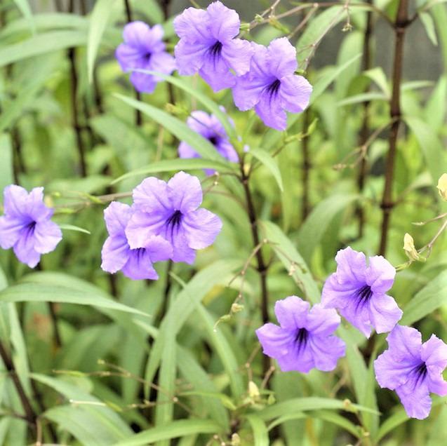 蘭花草 藍花草 紫花翠蘆莉 Mexican Petunia Britton Ruellia 傢俬 家居 園藝 園藝工具和裝飾品 Carousell