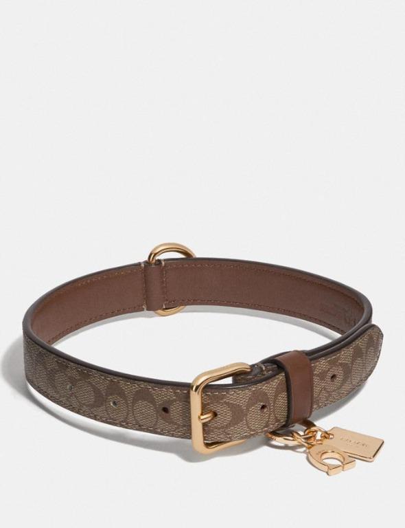 Coach dog cheap collar large