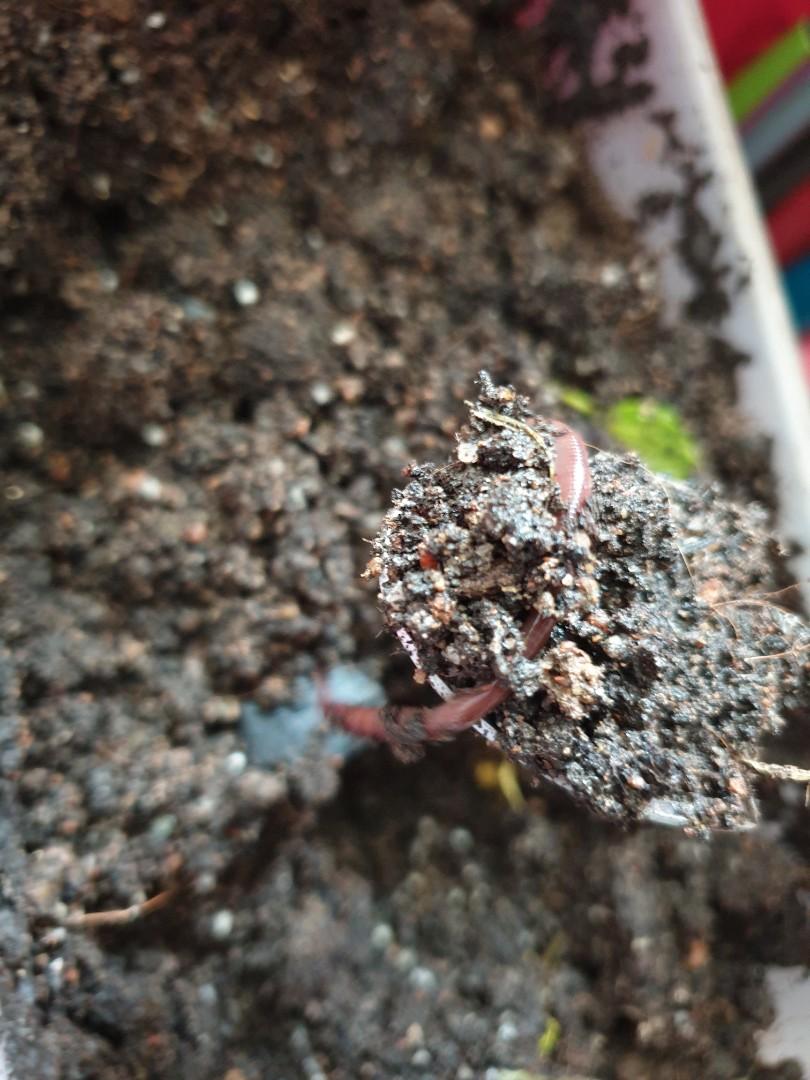Worms (Category: Pots & Planters) located in Singapore. Submitted by redhalfmoon (Listing ID 1098896294, Image 3). Description: Live earthworms $10/ box At least 10 worms in one box. You may use it for your fishing baits, for gardening. Pm if interested Non-refundable/ non- replaceable.