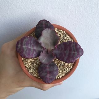(Category: ) located in . Submitted by geminiplants (Listing ID 1098949592, Image 1). Description: .