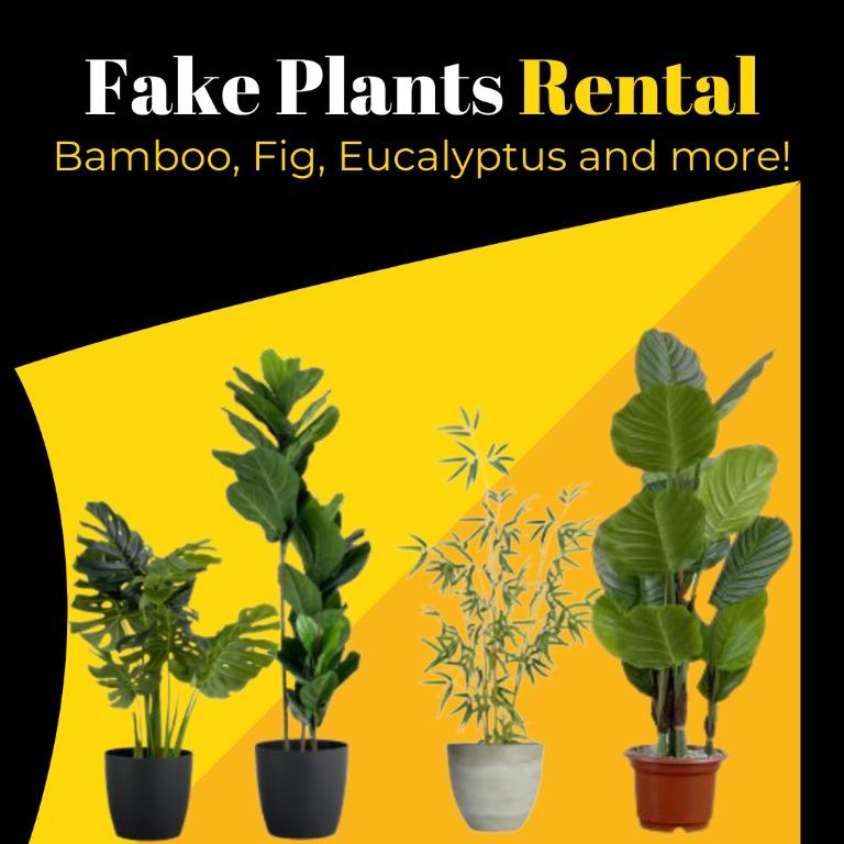 (Rental/Rent) Fake Plants Bamboo, Fig, Eucalyptus and more