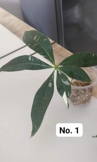 （分類：）位於 。 由 tomtomleung 提交（商品編號 1099145521，圖片 1）。簡介： 。