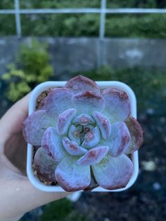 （分類：）位於 。 由 kwkelly 提交（商品編號 1099215099，圖片 1）。簡介： 。