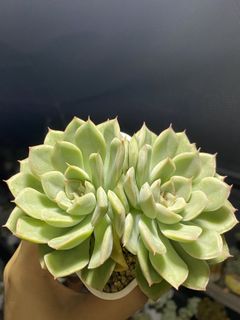 （分類：）位於 。 由 kwkelly 提交（商品編號 1099218282，圖片 1）。簡介： 。