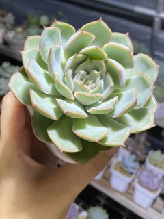 （分類：）位於 。 由 kwkelly 提交（商品編號 1099220158，圖片 1）。簡介： 。