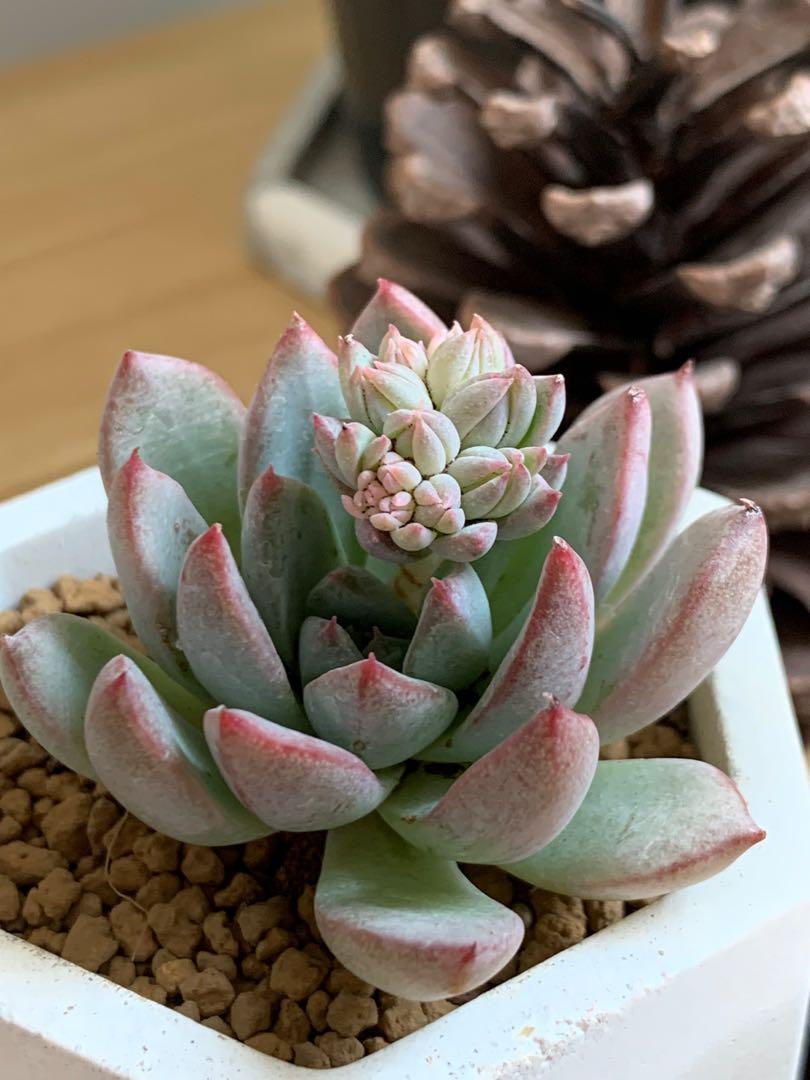 多肉植物水泥盆 傢俬 家居 Gardening Plants Carousell